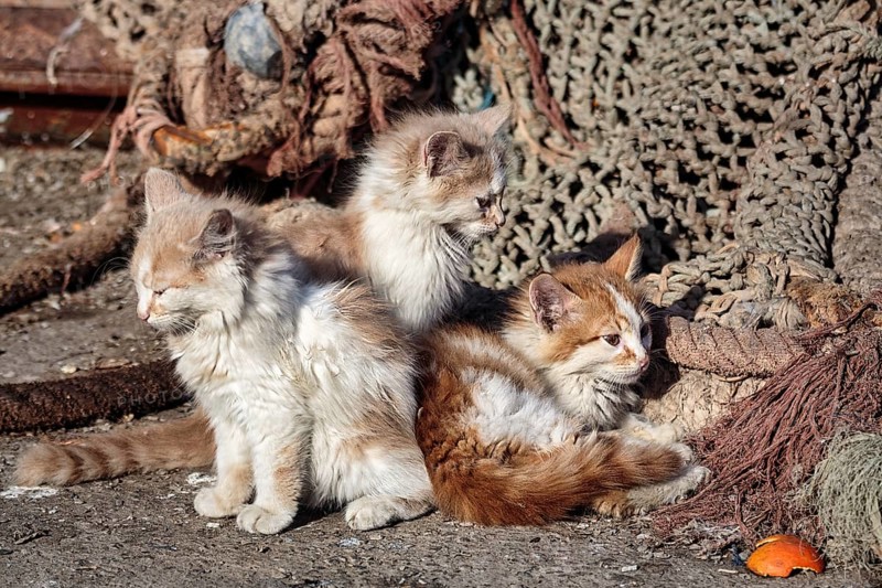 Three kittens