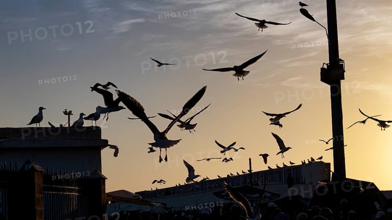 Seagulls