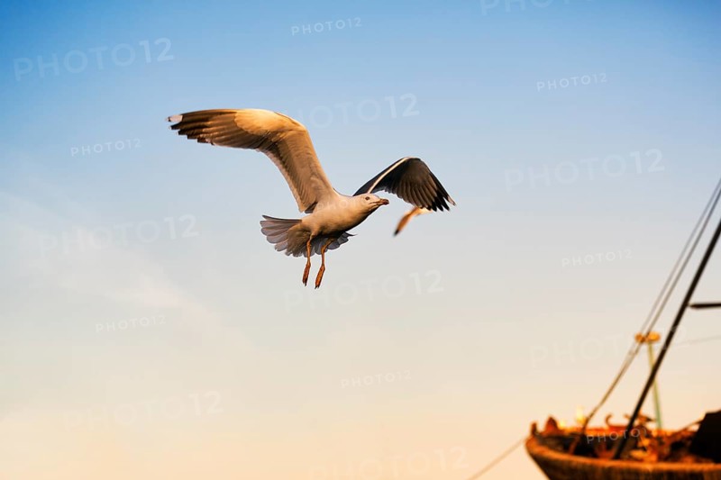 Single seagull flying in the evening light