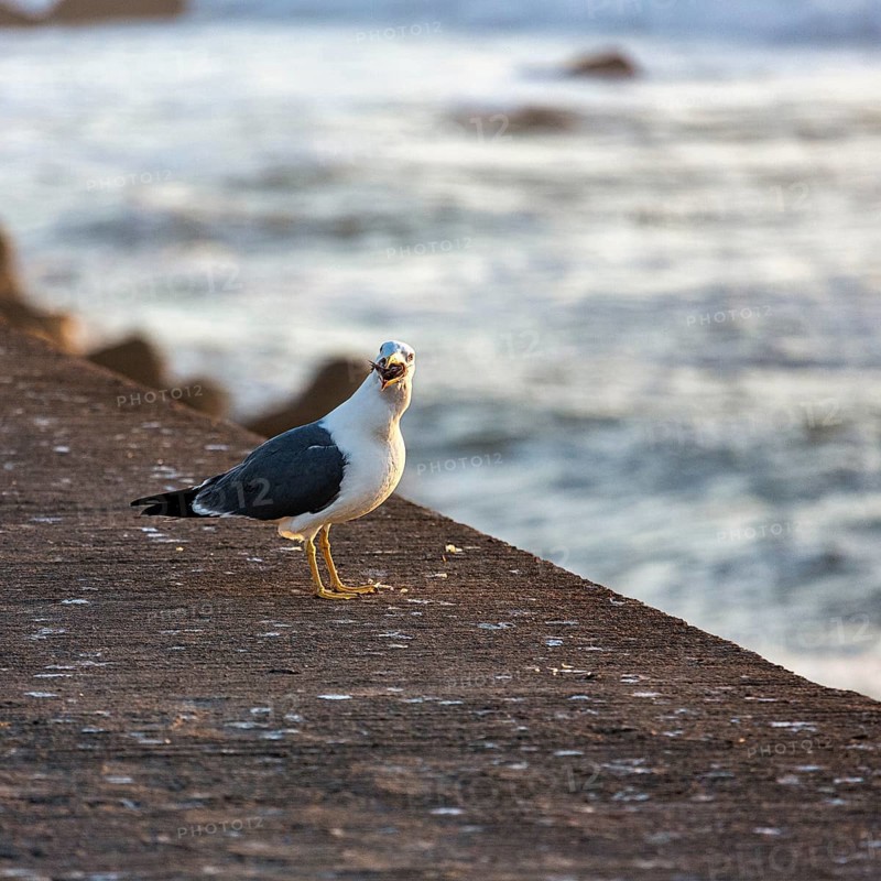 Yellow-legged gull