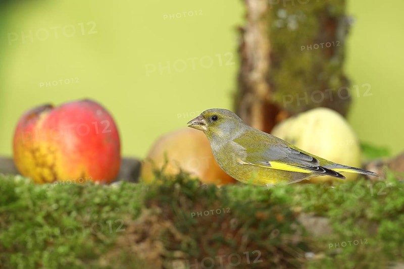 European greenfinch