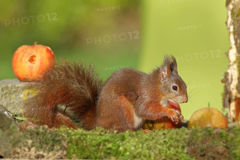 Eurasian red squirrel