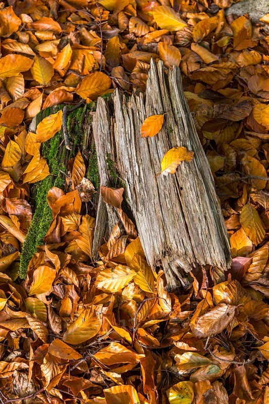 Wooden stump in autumn forest with beech leaves