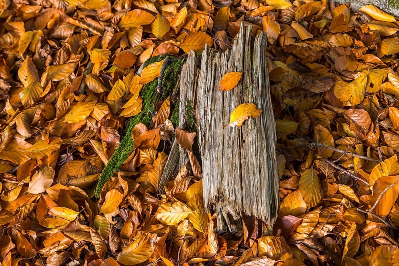 Wooden stump in autumn forest with beech leaves