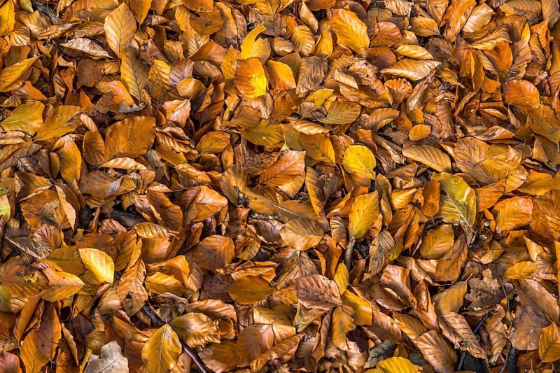 Common beech