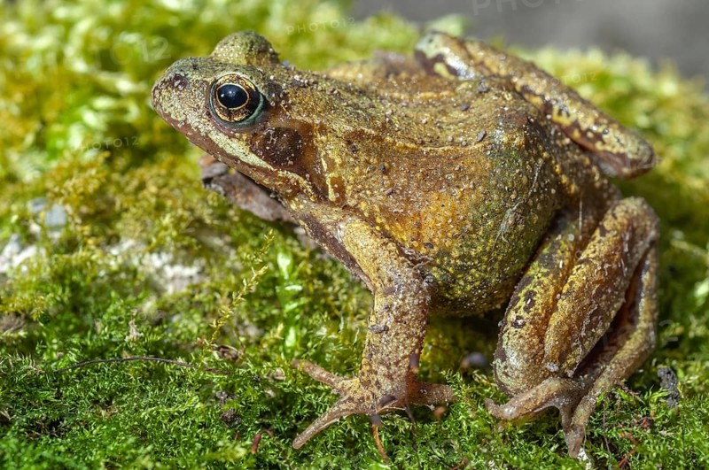 Common frog