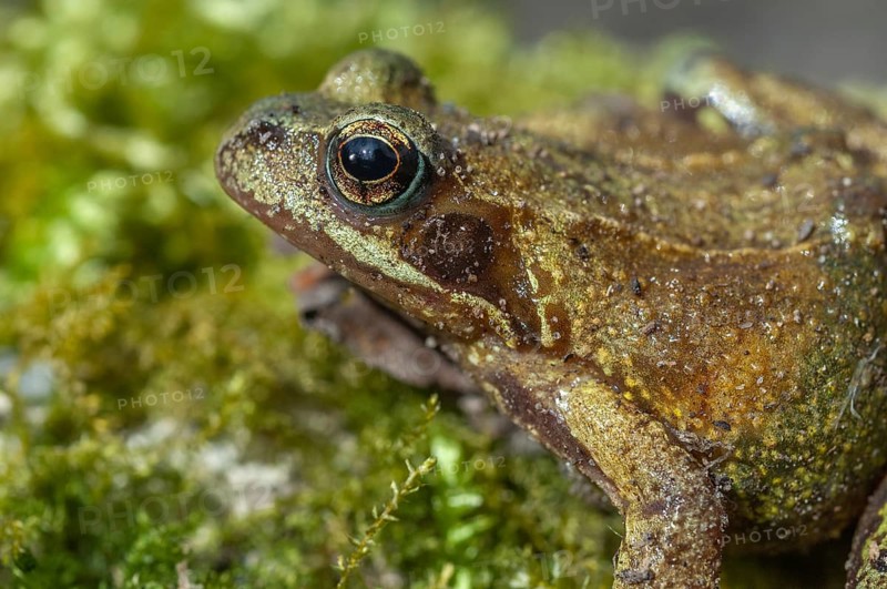Common frog