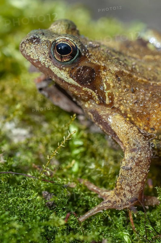Common frog