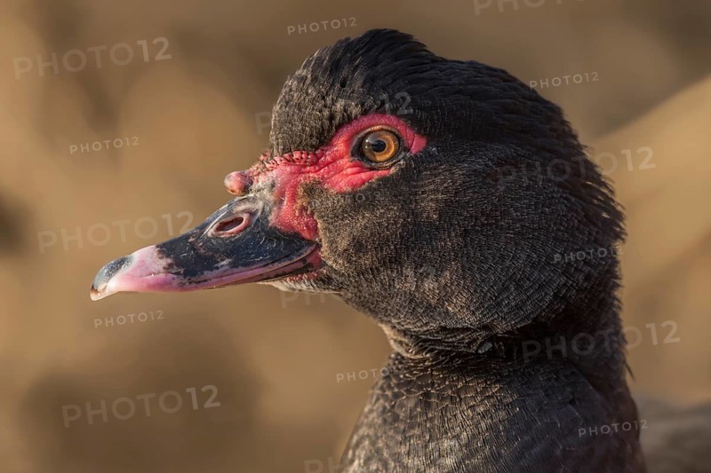 Portrait of a brown Muscovy duck escaped in the wild. Alsace