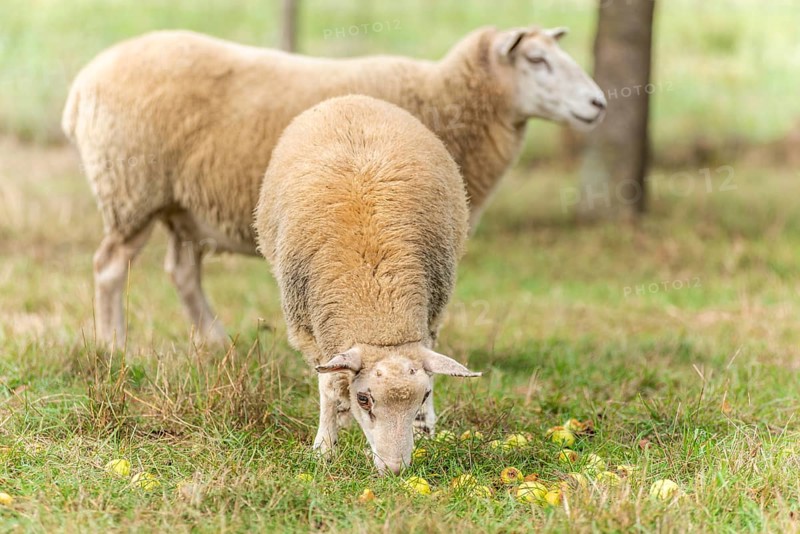 Sheep in a pen in early autumn. Alsace France