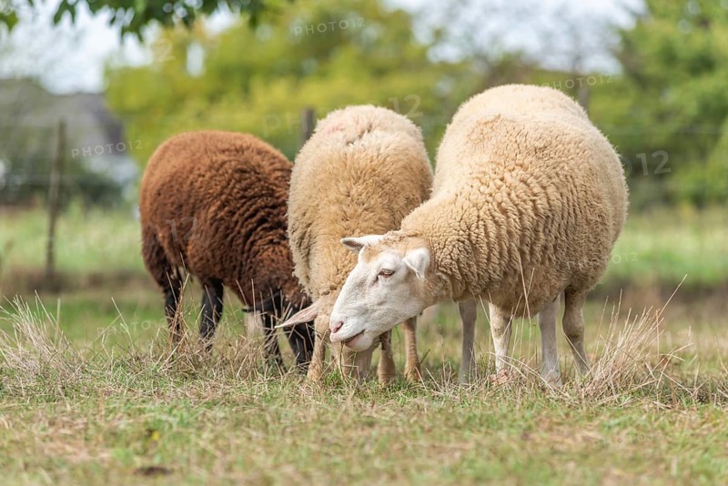 Sheep in a pen in early autumn. Alsace France