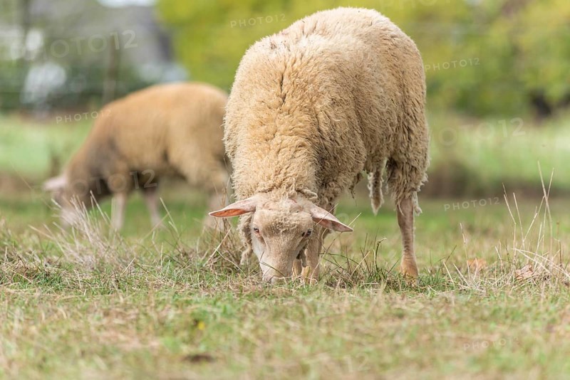 Sheep in a pen in early autumn. Alsace France