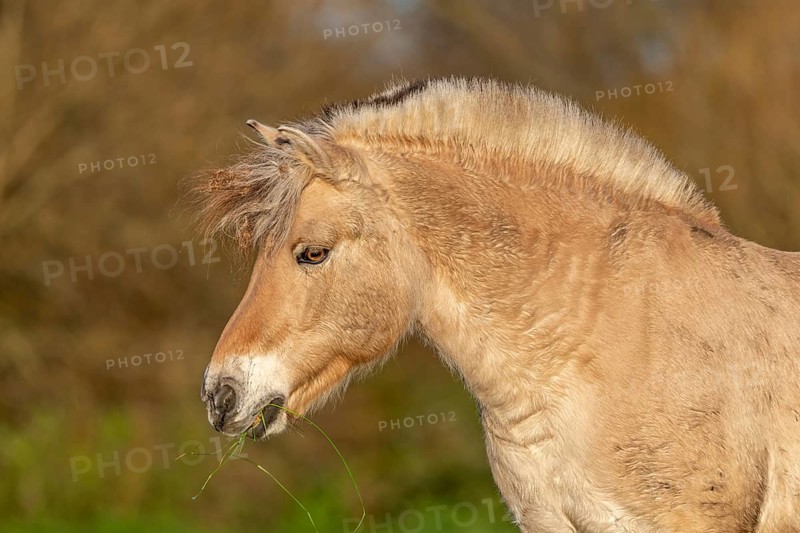 Portrait of a horse with crossed manege. Alsace