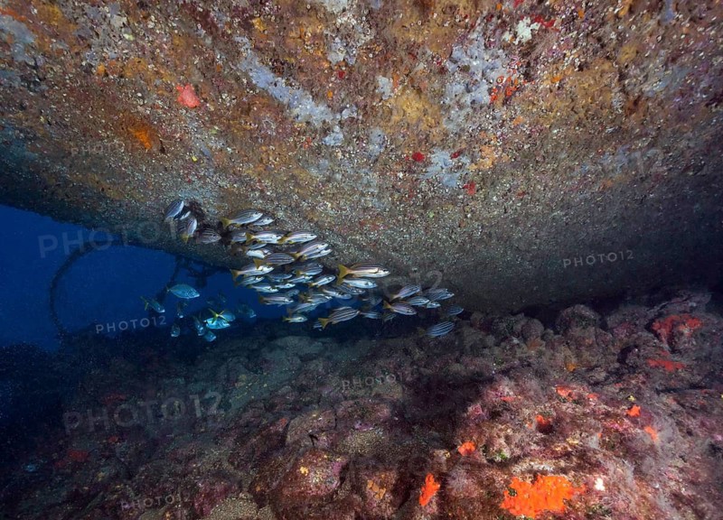 Shoal of eight-striped grunts