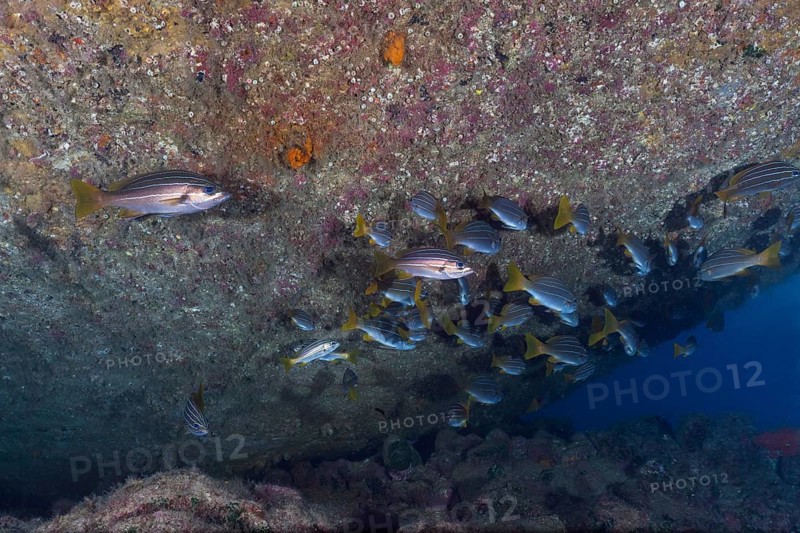 Shoal of eight-striped grunts