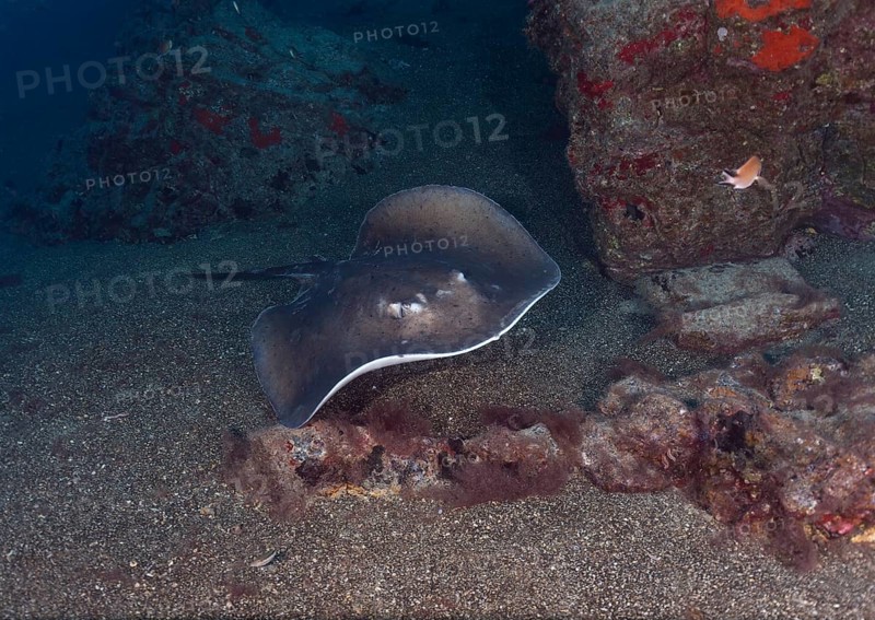 Round stingray