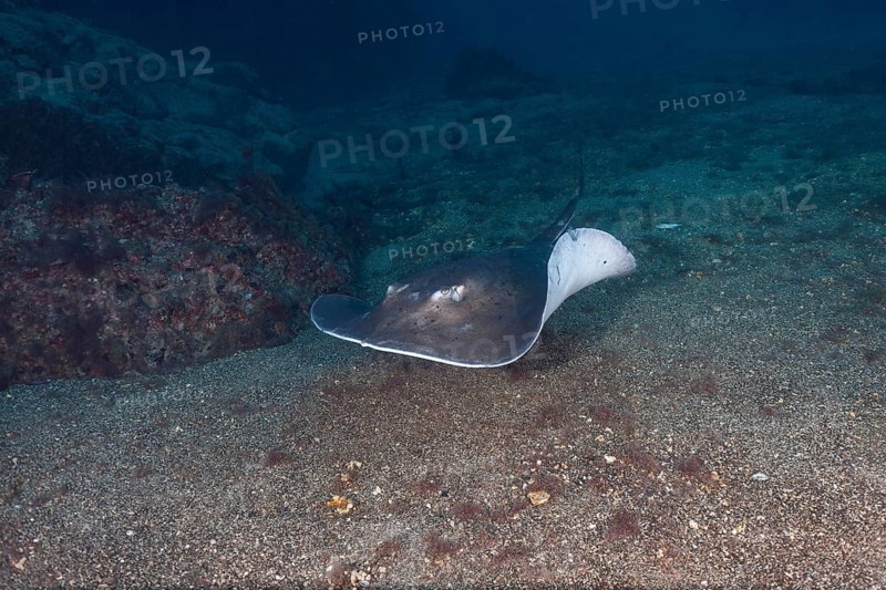 Round stingray