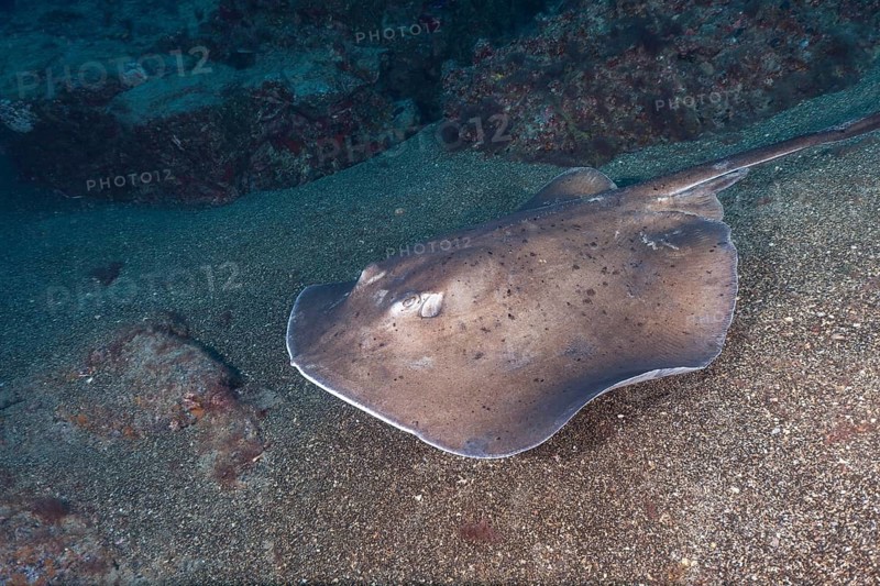 Round stingray