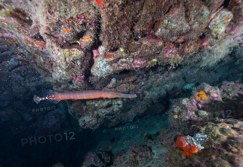 Atlantic cornetfish