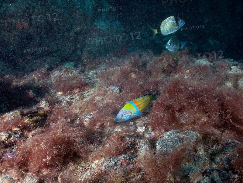 Ornate wrasse