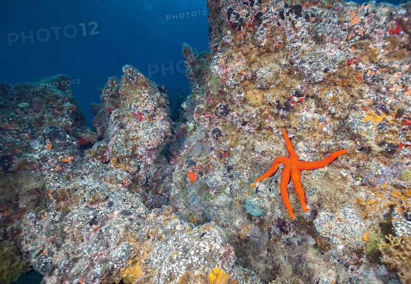 Mediterranean red sea star