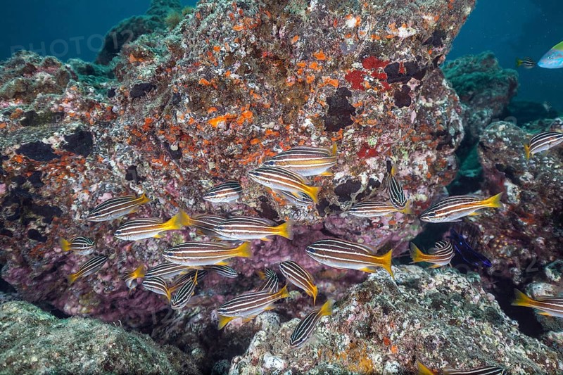 Shoal of eight-striped grunts