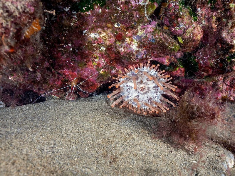 Club-tipped anemone