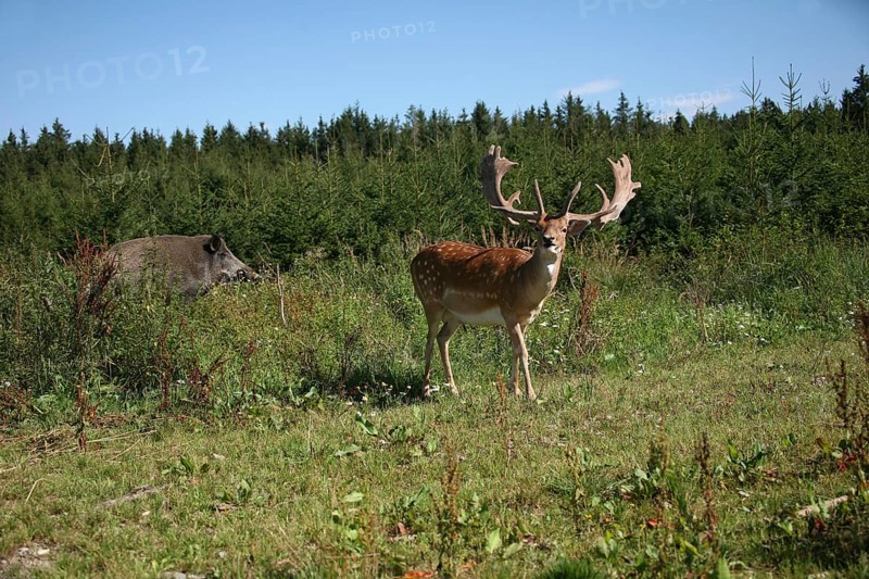 Fallow deer