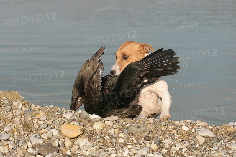 Hunting dog Jack Russell Terrier retrieves killed great cormorant