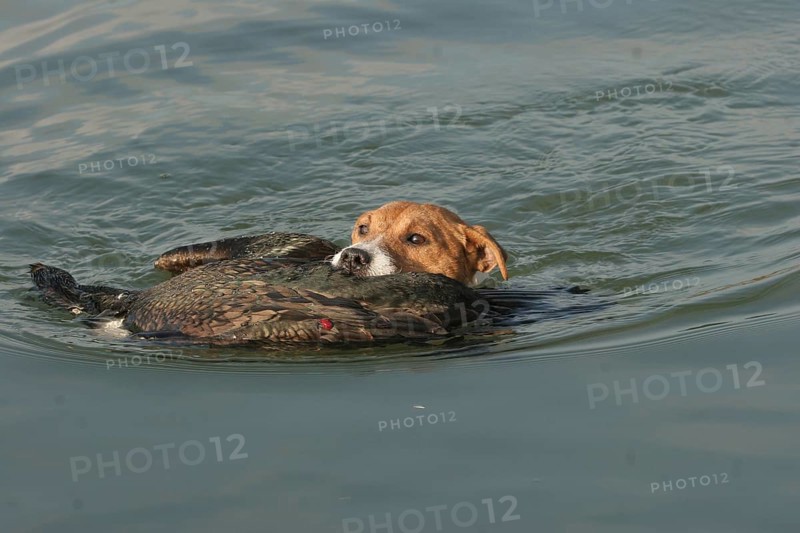Hunting dog Jack Russell Terrier retrieves killed great cormorant