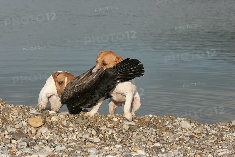Hunting dog Jack Russell Terrier retrieves killed great cormorant