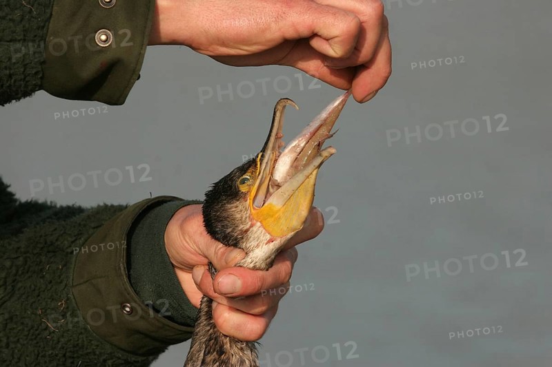 Hunter pulling half-digested fish from the neck of a shot great cormorant