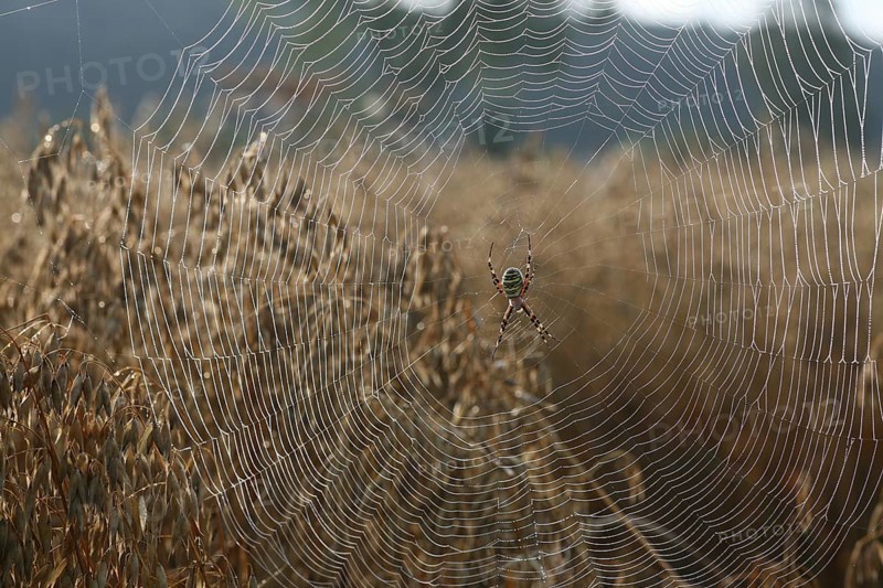 Wasp spider