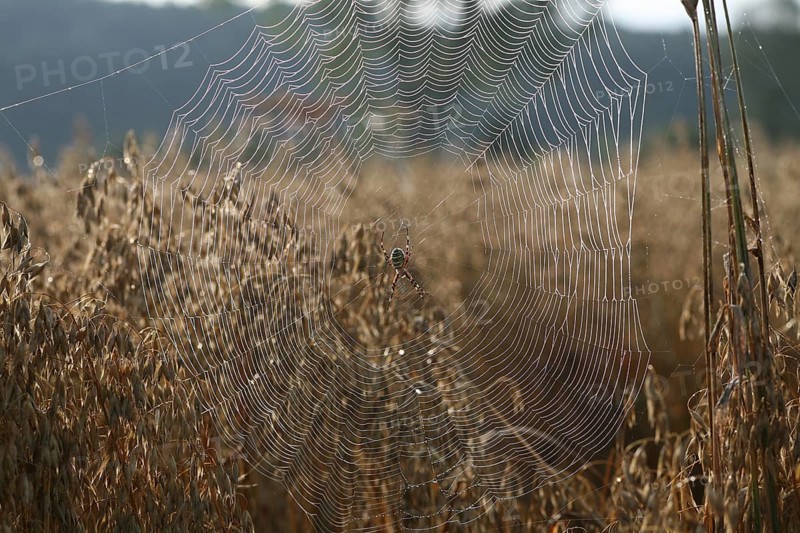 Wasp spider
