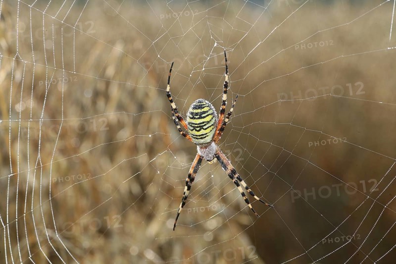 Wasp spider