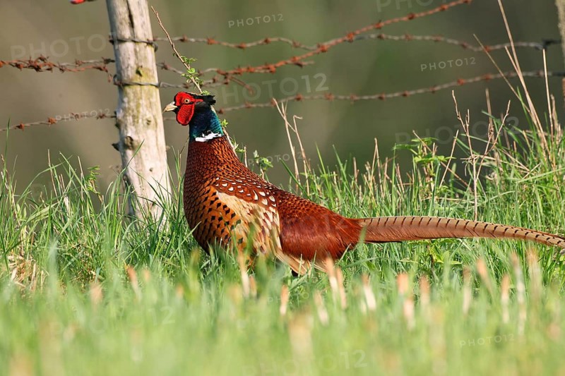 Pheasant