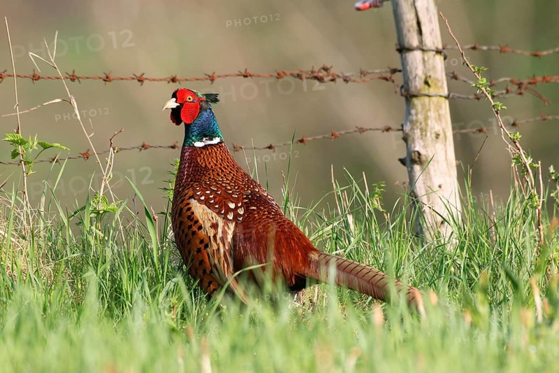 Pheasant