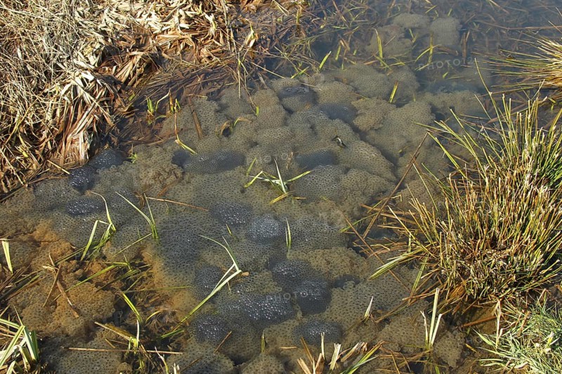 Common frog