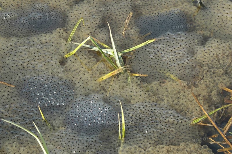 Common frog