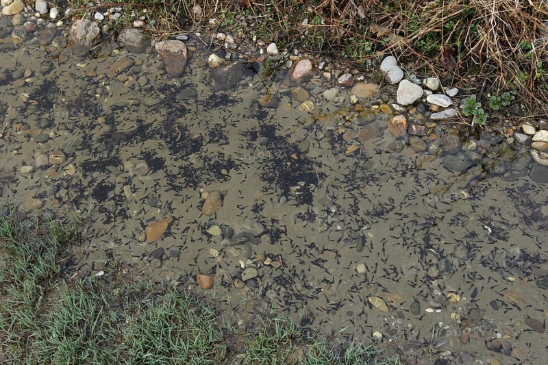 Common frog