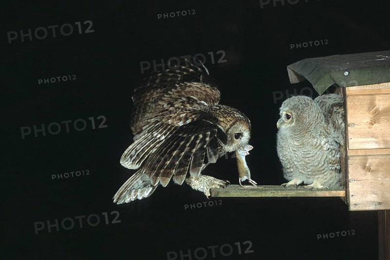 Tawny owl