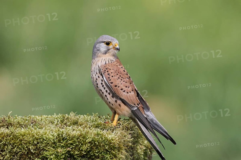 Common kestrel