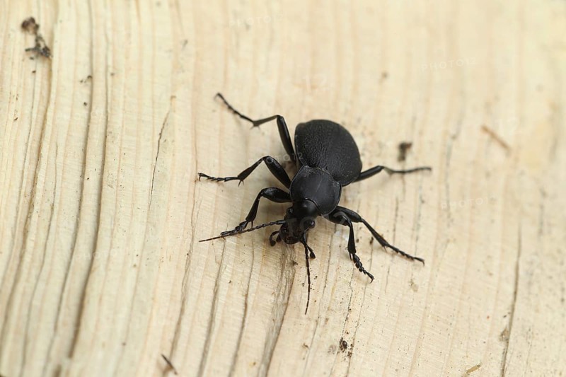Large deathwatch beetle