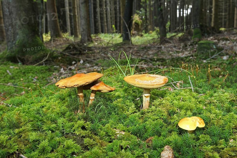 Greville's bolete