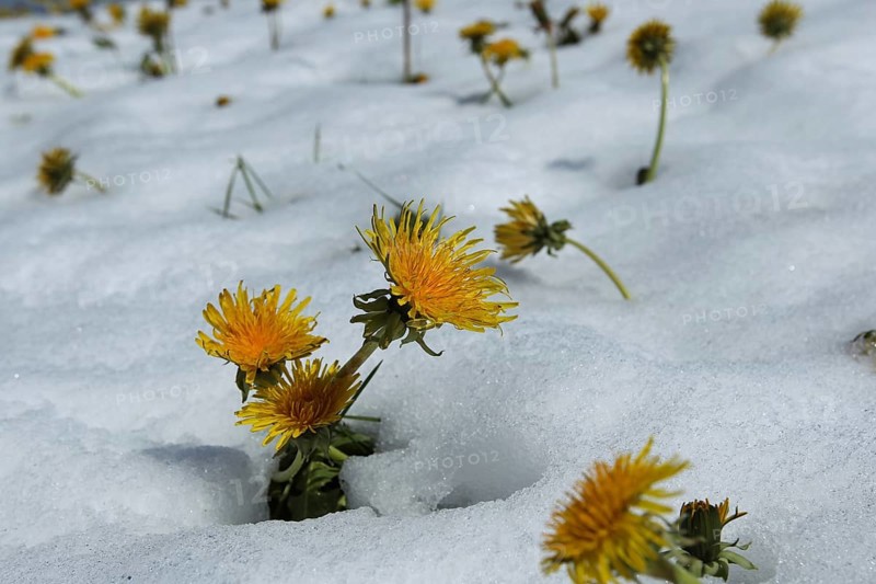 Dandelion
