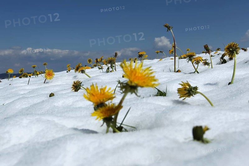 Dandelion