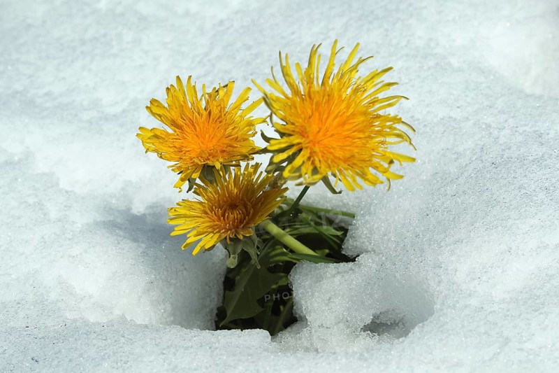 Dandelion