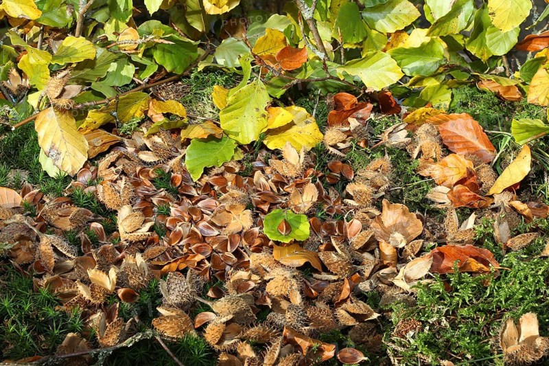 Common beech