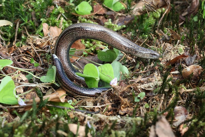 Slow worm