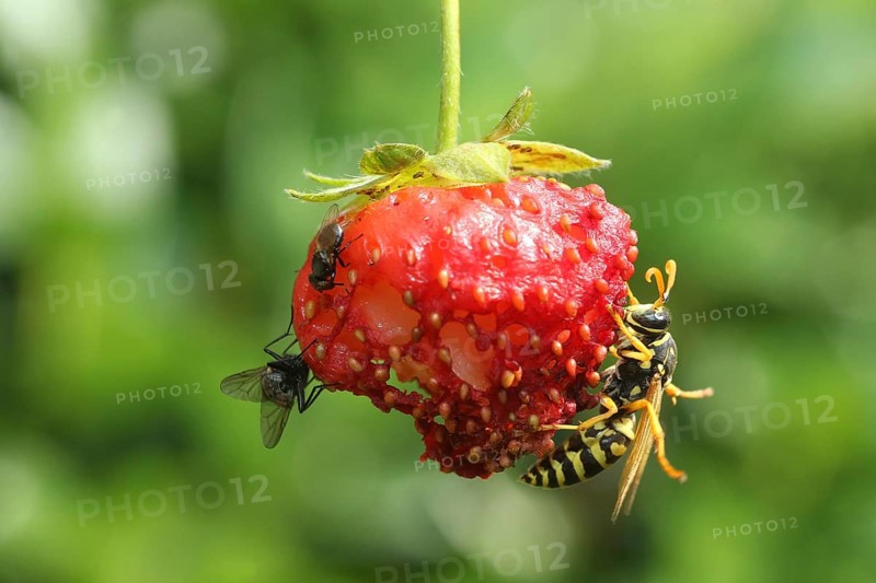 Social wasp